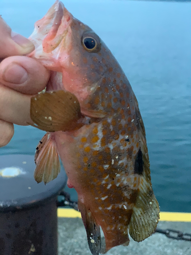 アコウの釣果