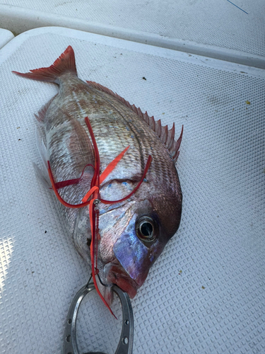 ハナダイの釣果