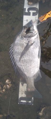 チヌの釣果