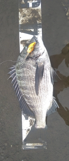 チヌの釣果