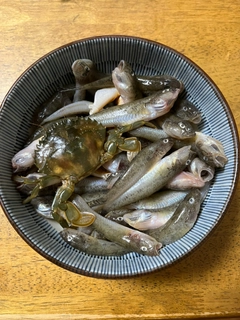 マハゼの釣果