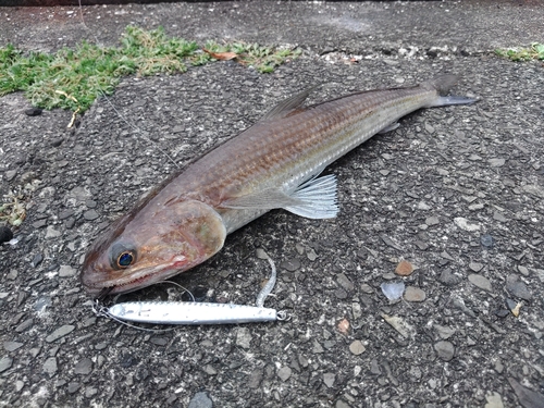 エソの釣果