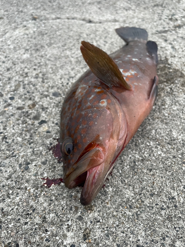 キジハタの釣果