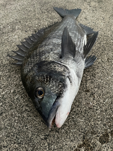 チヌの釣果