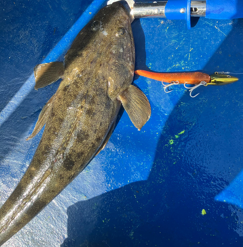 マゴチの釣果