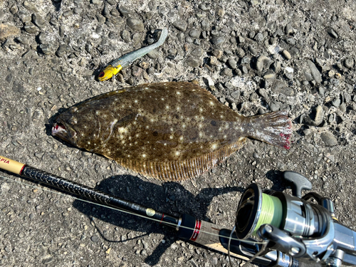 ヒラメの釣果