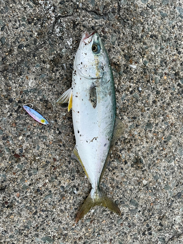 ワカシの釣果