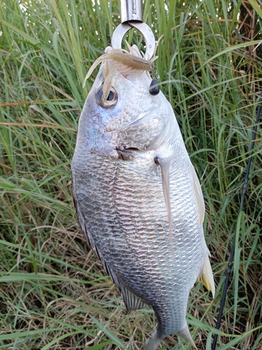 キビレの釣果