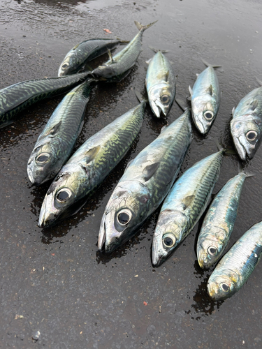 マサバの釣果