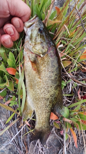 スモールマウスバスの釣果