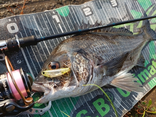 チヌの釣果