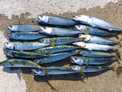 サバの釣果