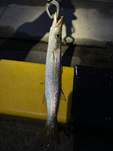 カマスの釣果