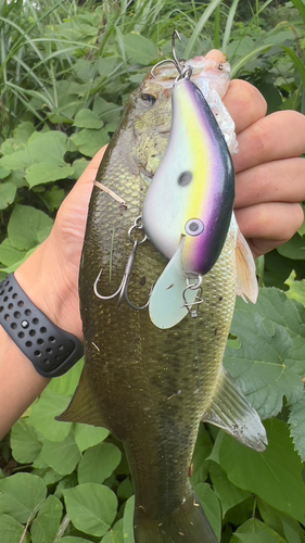 ブラックバスの釣果