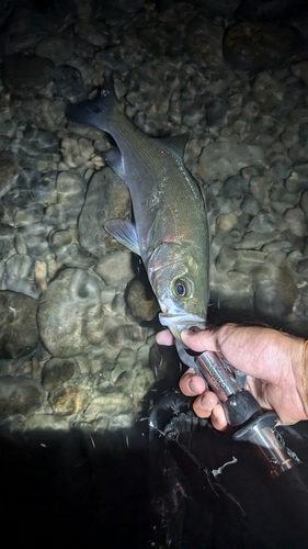 セイゴ（ヒラスズキ）の釣果