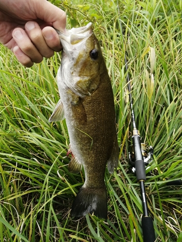 スモールマウスバスの釣果