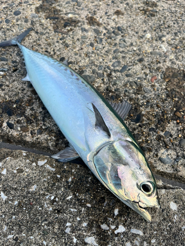 マルソウダの釣果