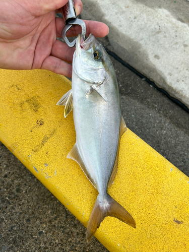 ショゴの釣果