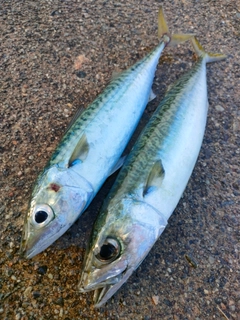 サバの釣果