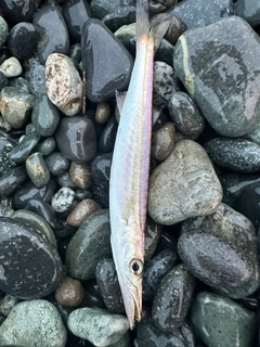 カマスの釣果