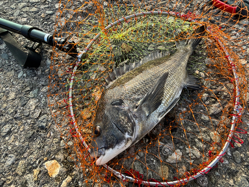 クロダイの釣果