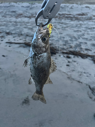 ヒラスズキの釣果