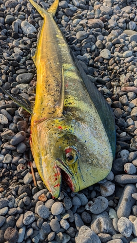 シイラの釣果