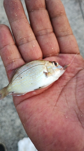 タイの釣果