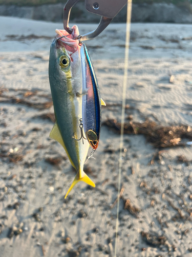 ワカシの釣果