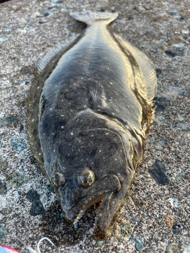 ヒラメの釣果