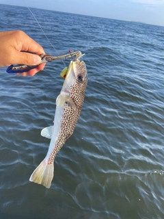 ショウサイフグの釣果