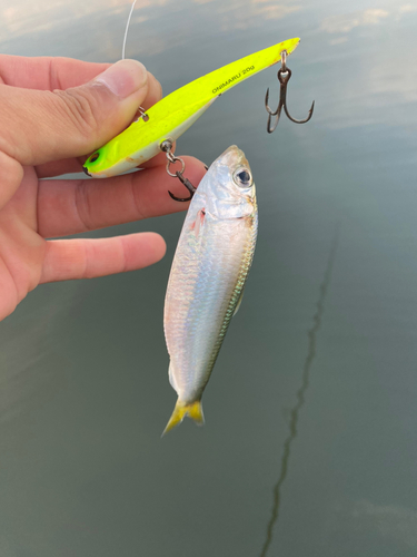 サッパの釣果