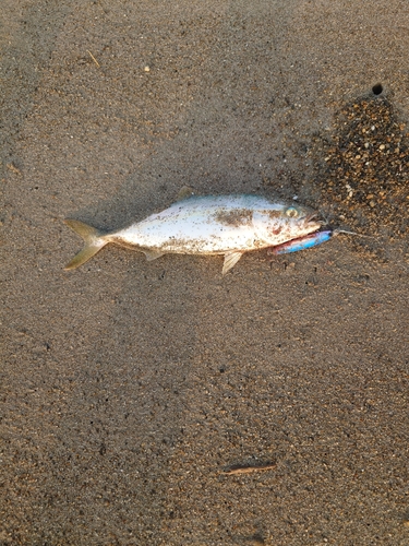 ワカシの釣果