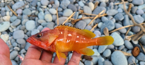 アカハタの釣果