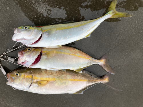 シオの釣果