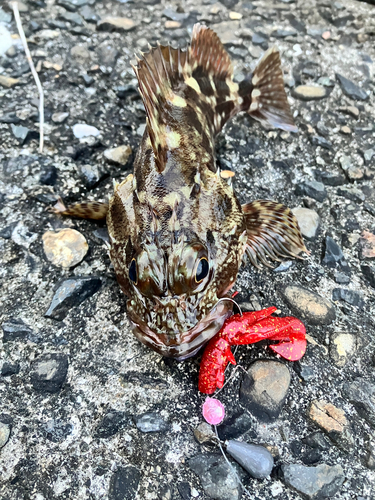 カサゴの釣果