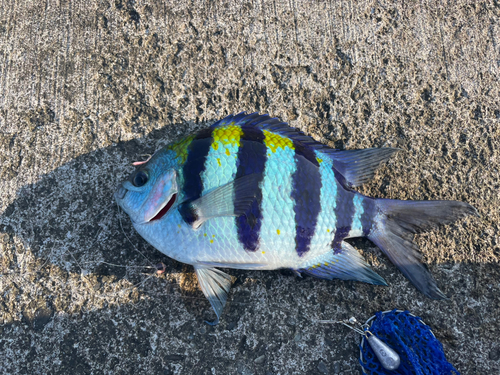 オヤビッチャの釣果