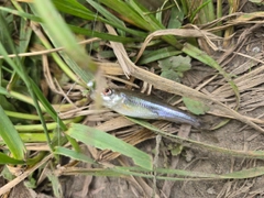 カワムツの釣果