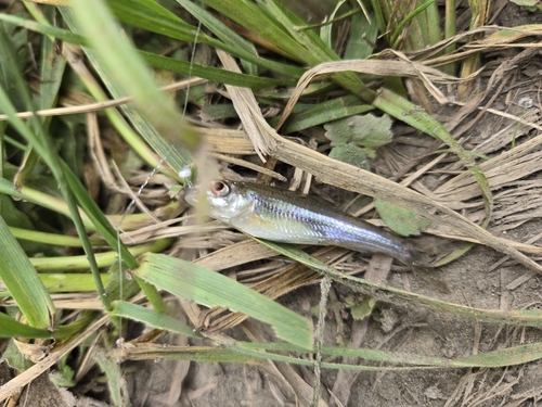 カワムツの釣果