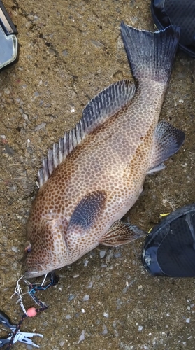 オオモンハタの釣果