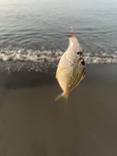 キスの釣果