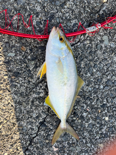 カンパチの釣果