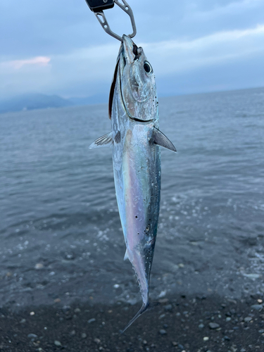 ソウダガツオの釣果