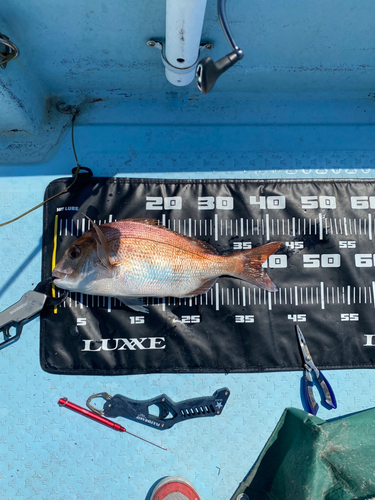 マダイの釣果