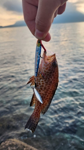 オオモンハタの釣果