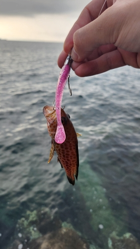 オオモンハタの釣果