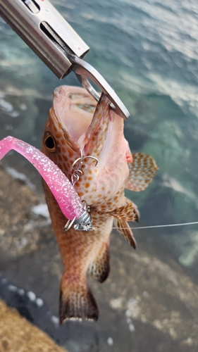 オオモンハタの釣果