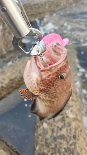 オオモンハタの釣果