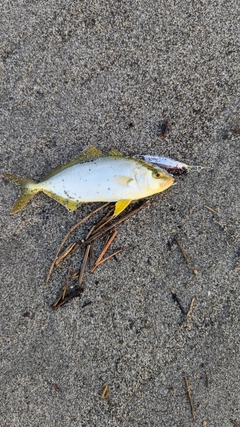 ショゴの釣果