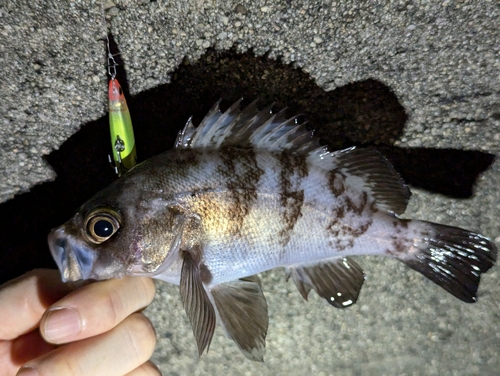 メバルの釣果